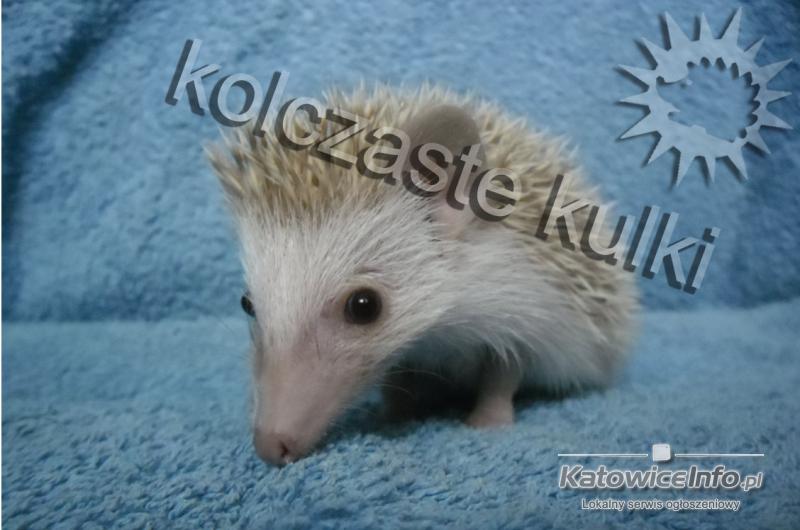 Źródło: www.rzeszowcity.pl