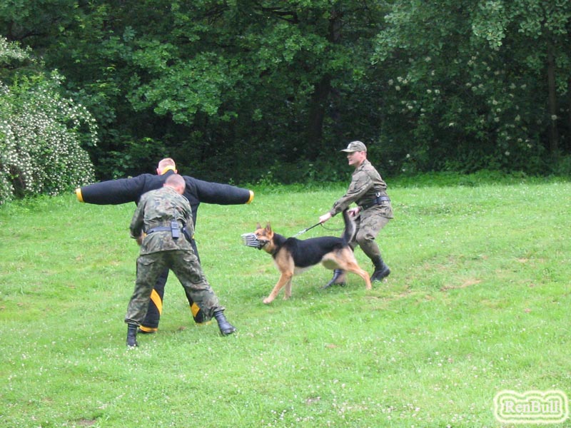 Źródło: www.wiercipieta.zamki.pl