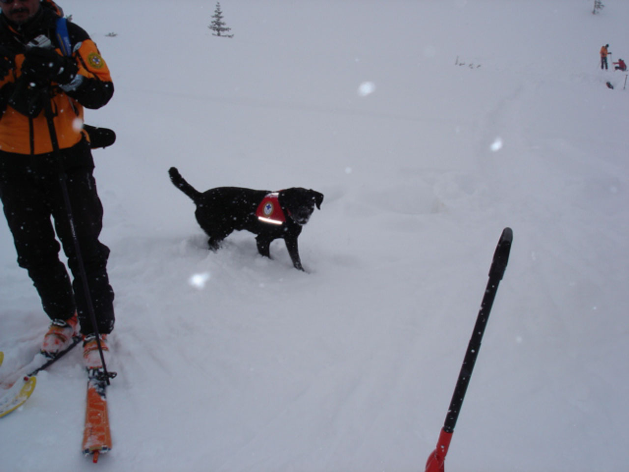 Źródło: www.royal-canin.pl